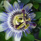 Passiflora caerulea