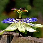 Passiflora caerulea