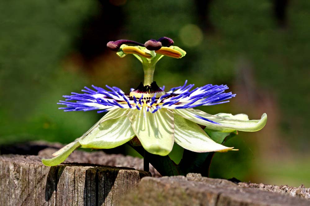 Passiflora caerulea