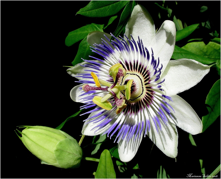 Passiflora caerulea