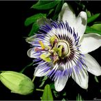 Passiflora caerulea