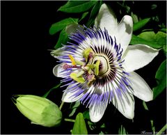 Passiflora caerulea