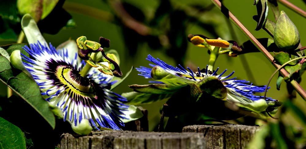 Passiflora caerulea