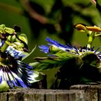 Passiflora caerulea