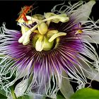  Passiflora caerulea - blaue Passionsblume,