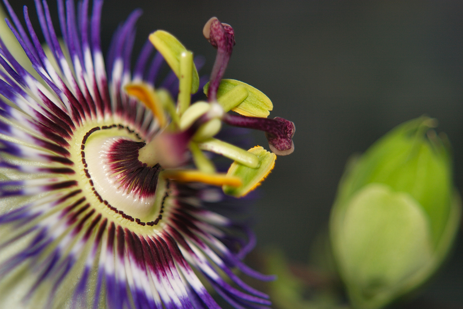 Passiflora Caerulea - Blüte und Knospe