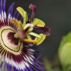 Passiflora Caerulea - Blüte und Knospe