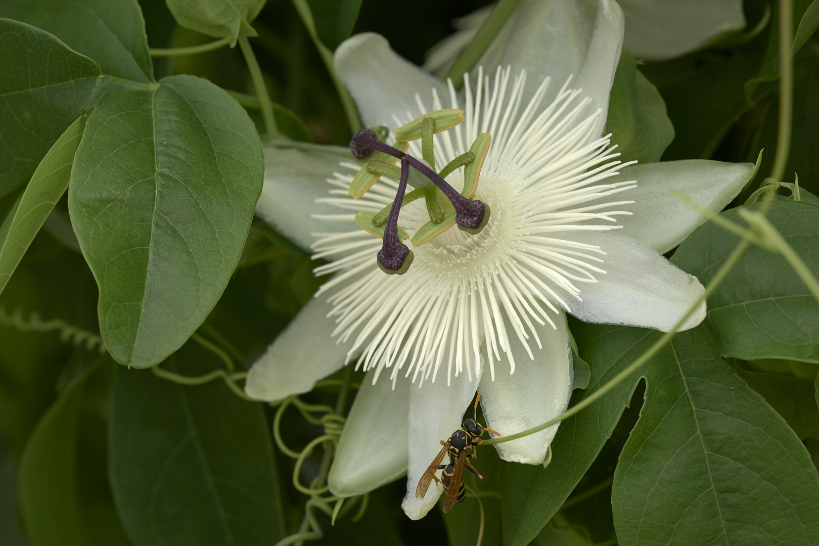 Passiflora caerulea "Constance Eliott"