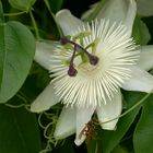 Passiflora caerulea "Constance Eliott"