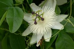 Passiflora caerulea "Constance Eliott"