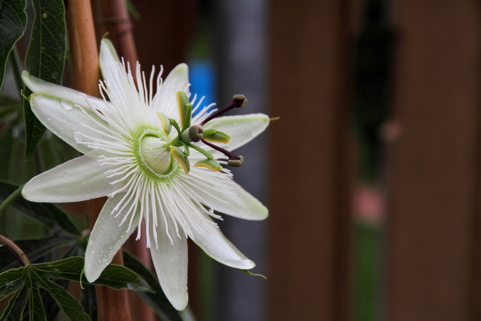 Passiflora Caerulea Constance Elliot