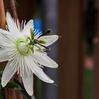 Passiflora Caerulea Constance Elliot