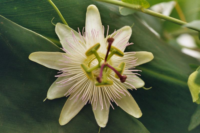 Passiflora caerulea "Constance Elliott"