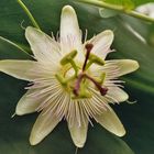 Passiflora caerulea "Constance Elliott"