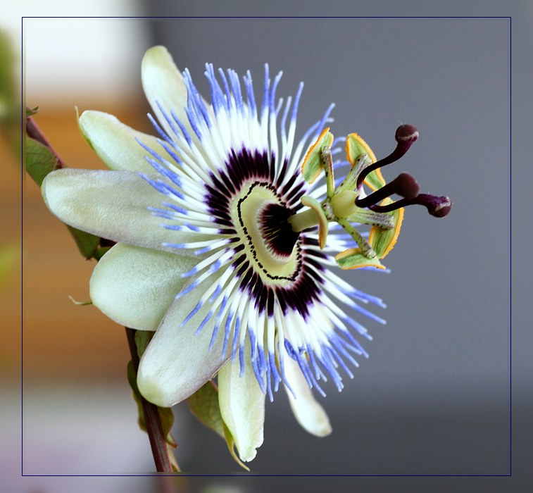 Passiflora caerulea...