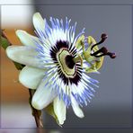 Passiflora caerulea...