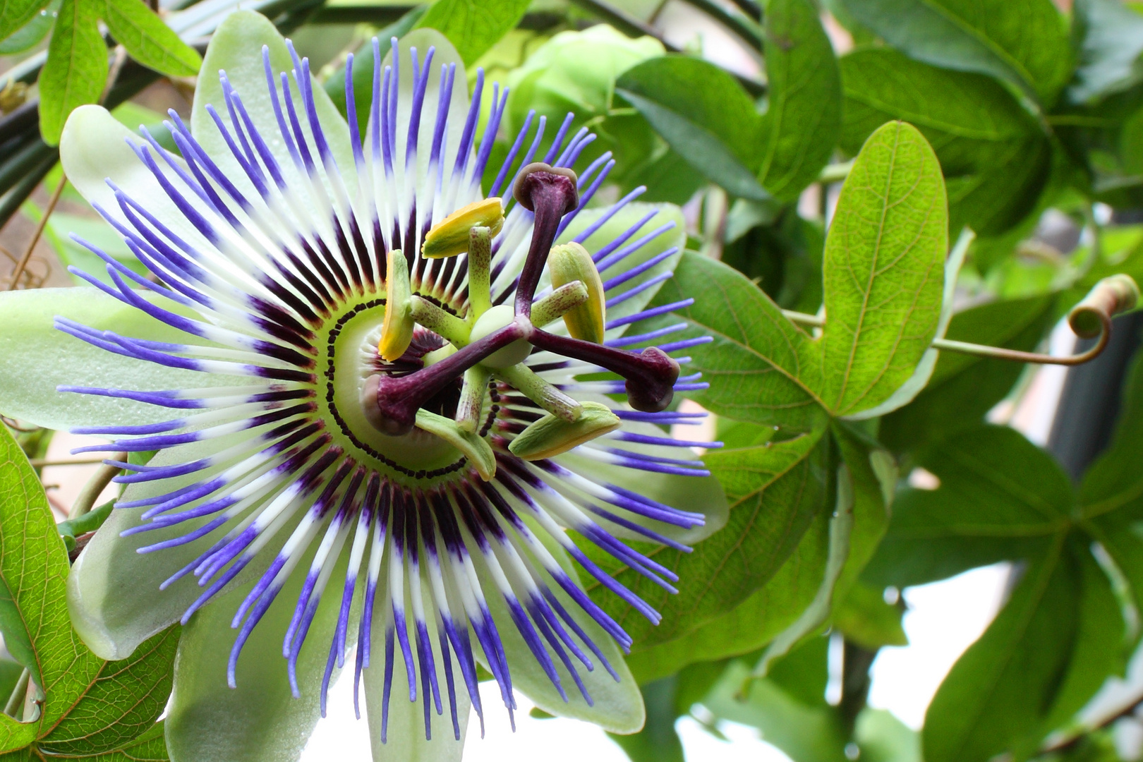 Passiflora caerulea die 1,5 Millionste!