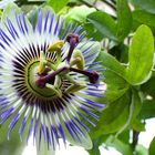 Passiflora caerulea die 1,5 Millionste!