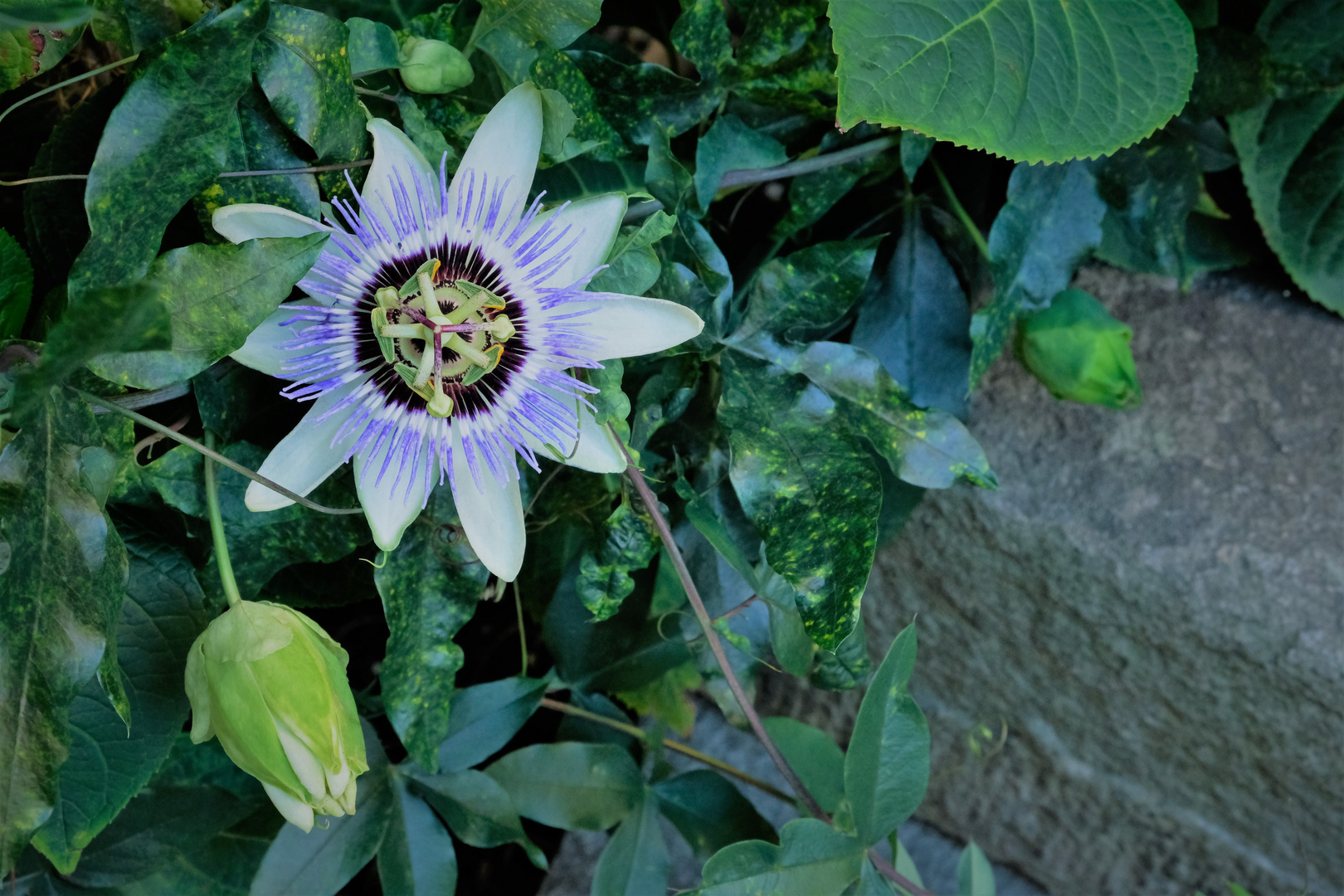 Passiflora Caerulea