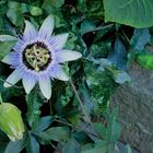 Passiflora Caerulea