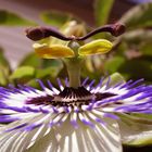 Passiflora caerulea