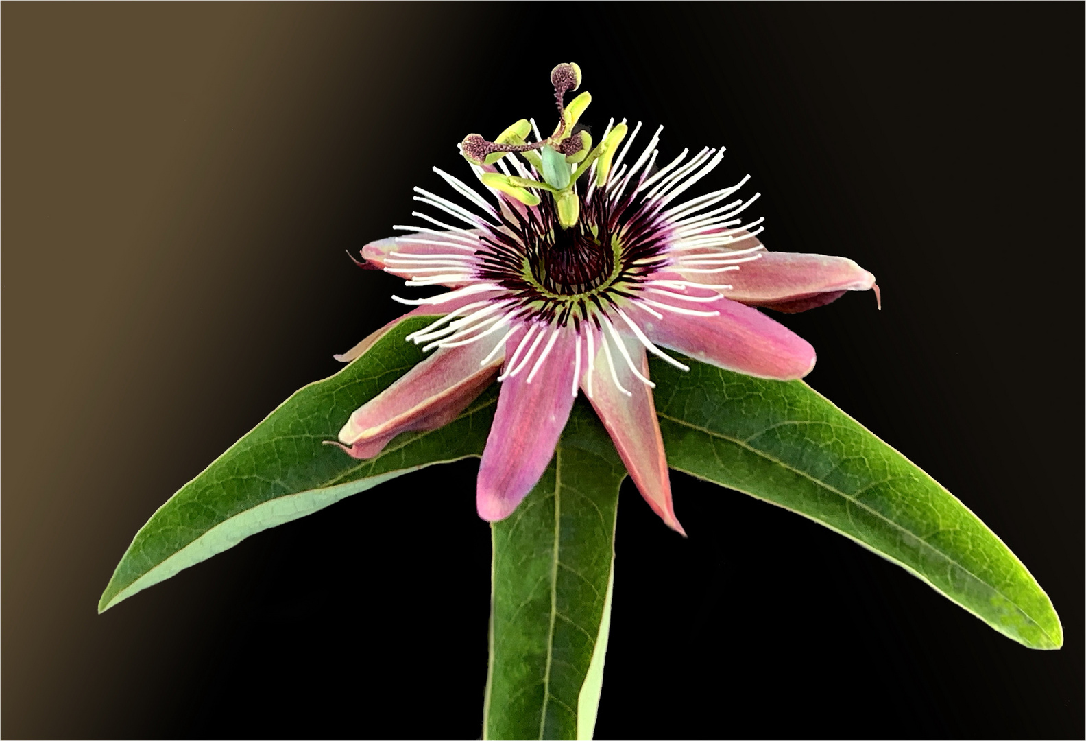  Passiflora caerulea