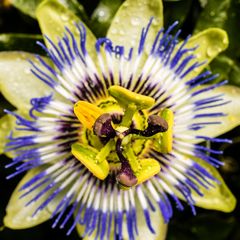 Passiflora caerulea-feucht