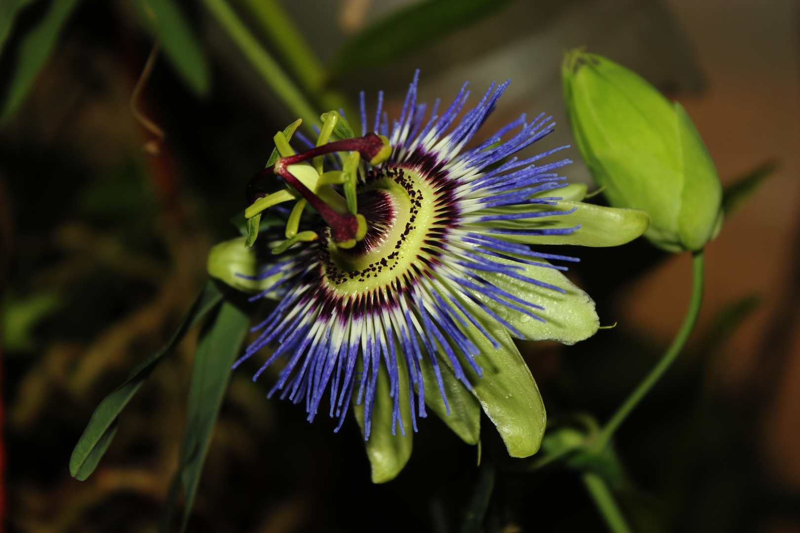 Passiflora caerulea II