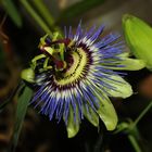 Passiflora caerulea II