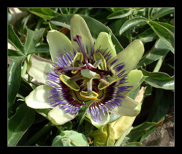 Passiflora caerulea L.