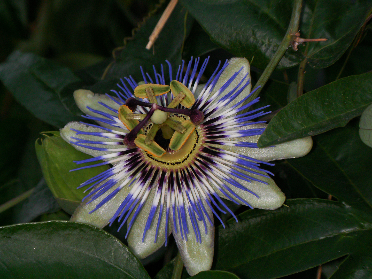 Passiflora caerulea, Passifloraceae.