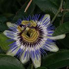 Passiflora caerulea, Passifloraceae.