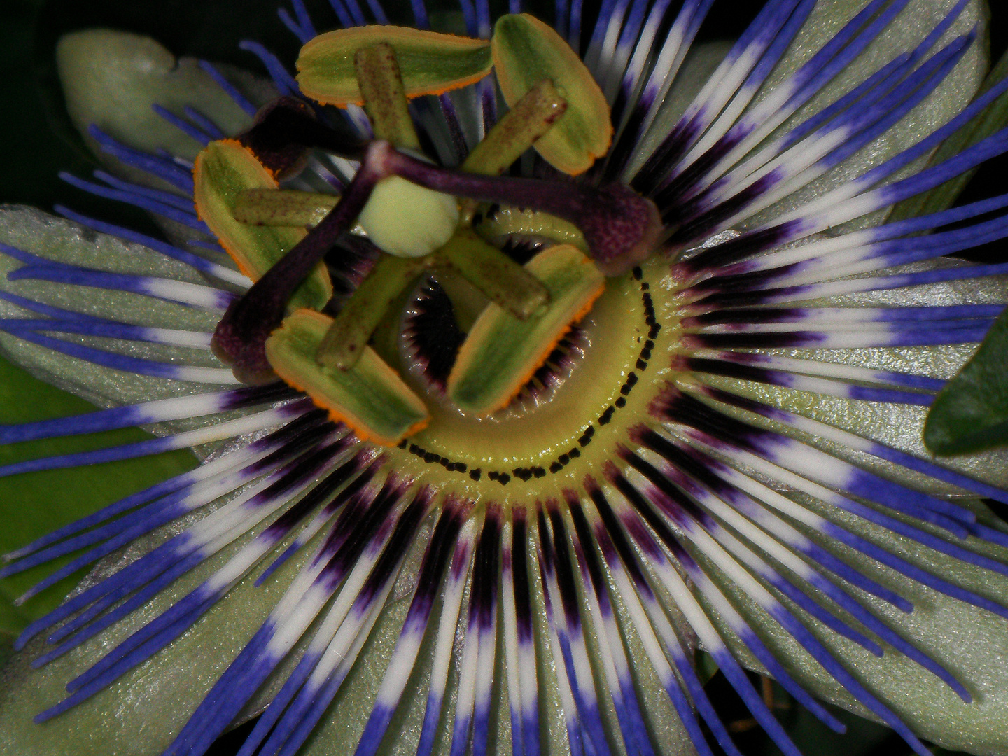 Passiflora caerulea, Passifloraceae.