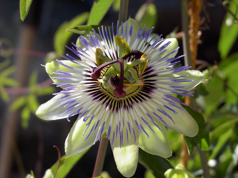 Passiflora caerulea - Passionsblume