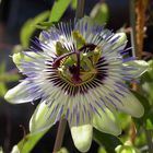 Passiflora caerulea - Passionsblume