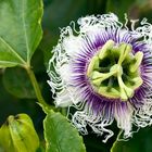 Passiflora caerulea (Passionsblume)