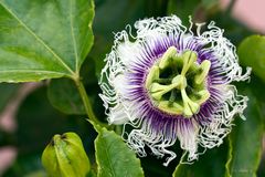 Passiflora caerulea (Passionsblume)