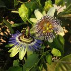 Passiflora caerulea und Passiflora actinia