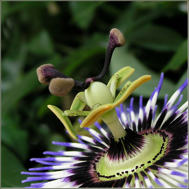 Passiflora caerulea(Passionsblume) 2