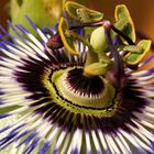 passiflora