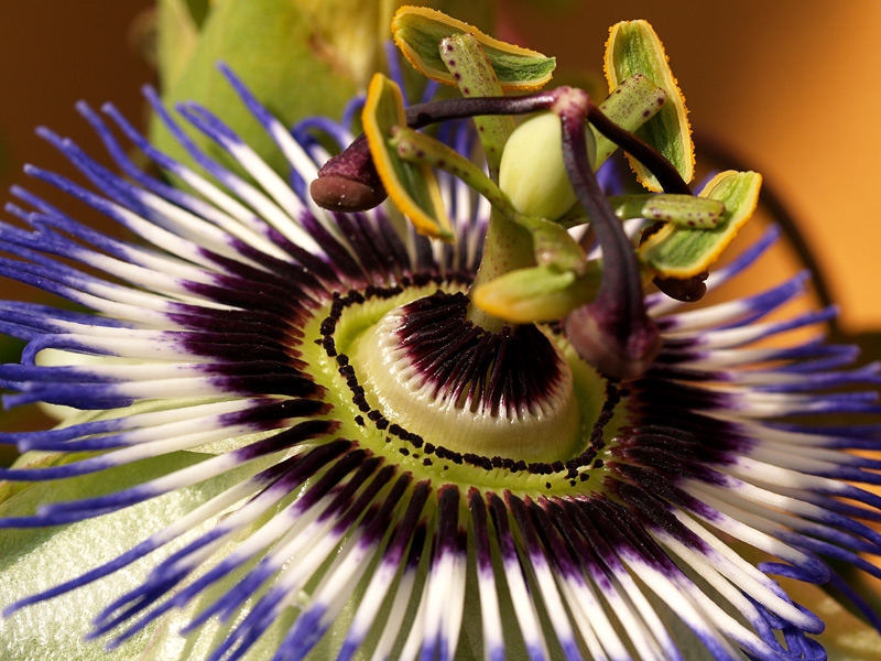 passiflora