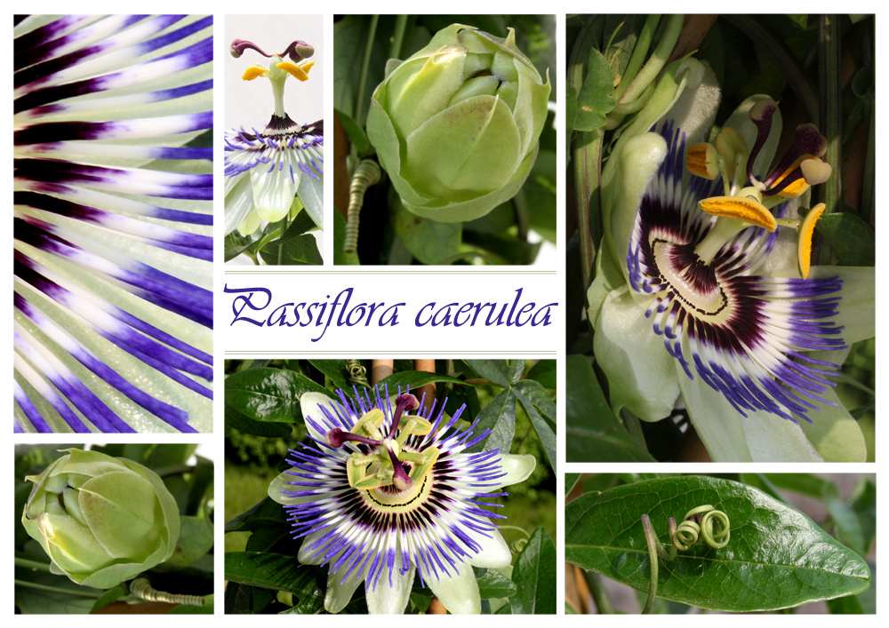 * Passiflora *