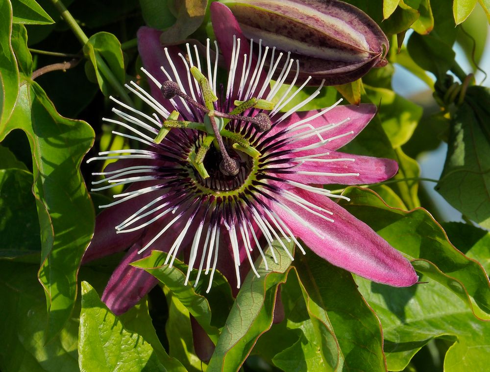 Passiflora Foto & Bild sommer, natur, pflanzen Bilder auf