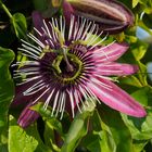 Passiflora