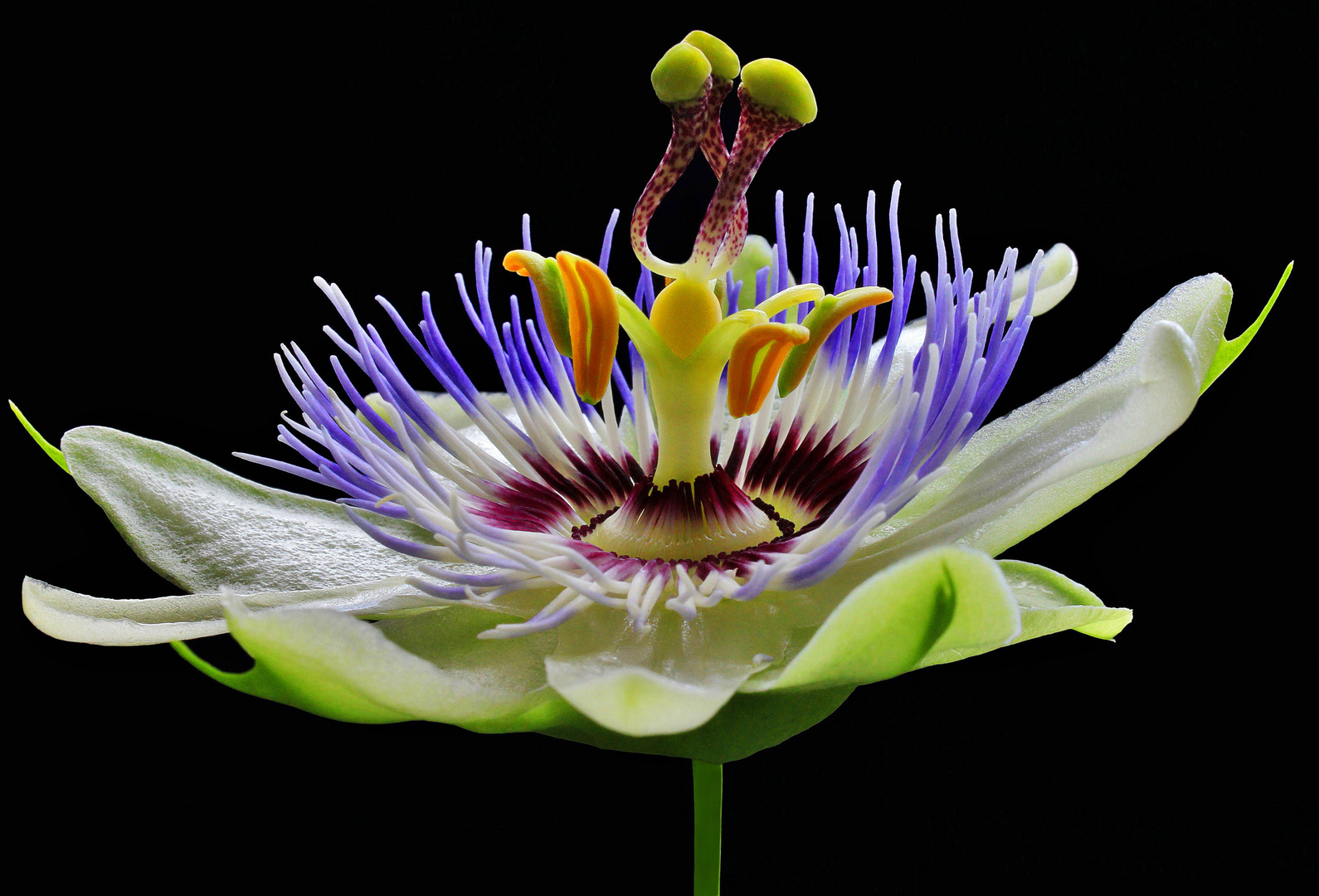 Passiflora cerulae