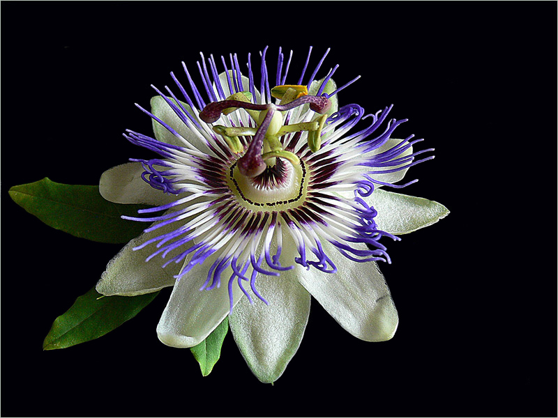 Passiflora cerulea