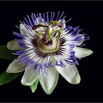 Passiflora cerulea