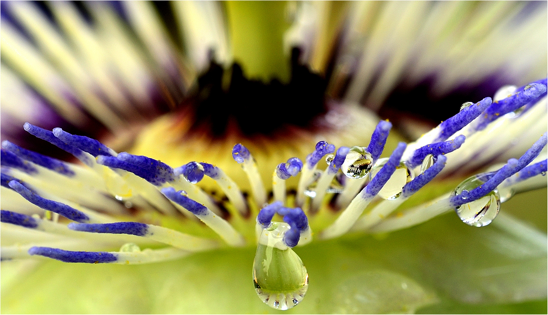 PASSIFLORA CERULEA.