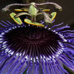 Passiflora Cerulea " Purple Haze "