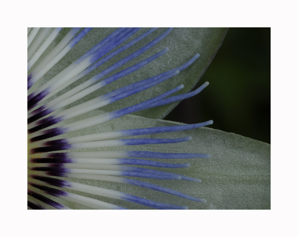 Passiflora cerulea Sämling